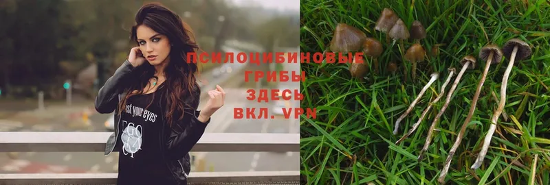 Галлюциногенные грибы Psilocybe  omg ссылка  Еманжелинск 